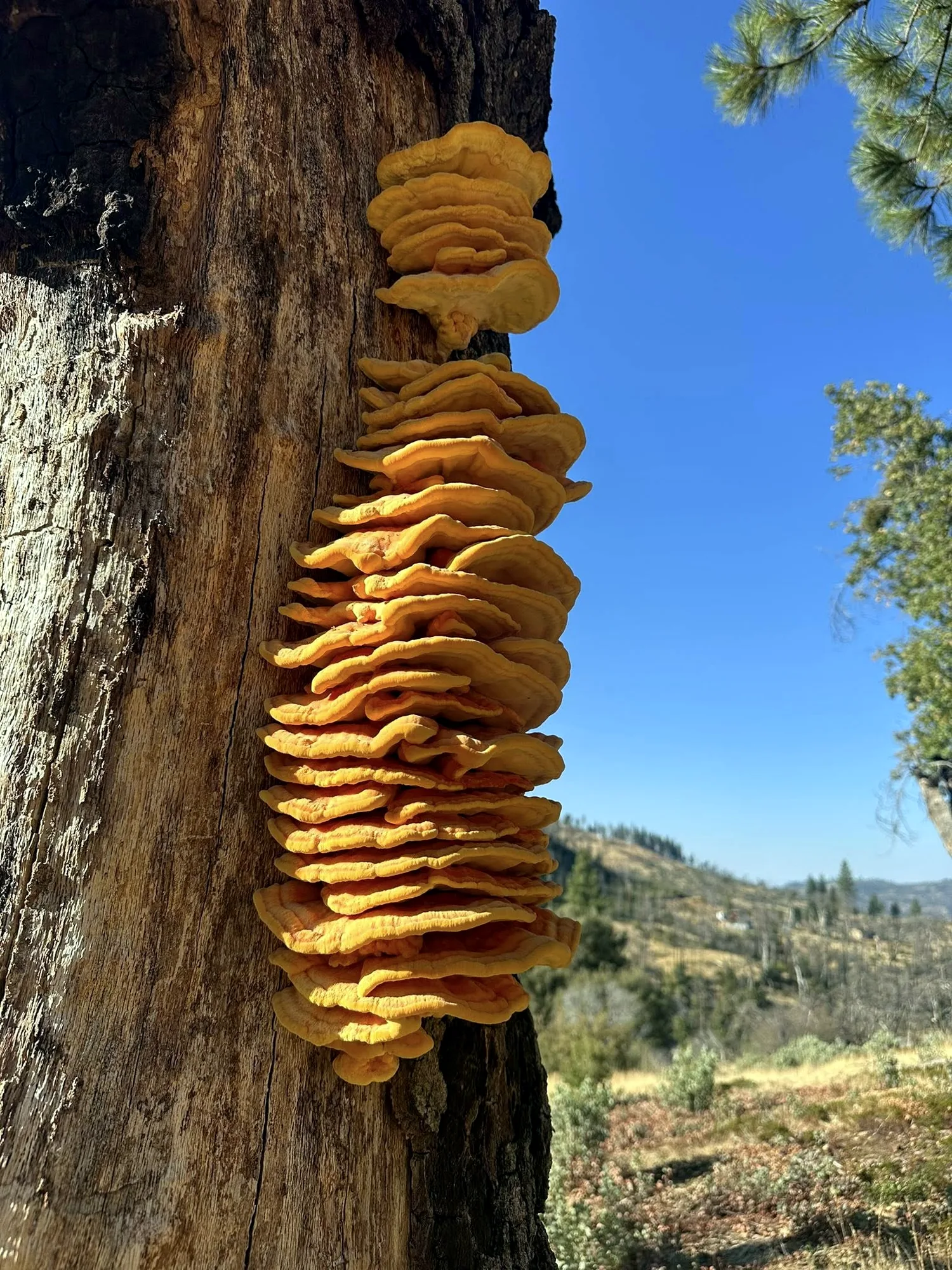 Musick Creek Falls - 557406251 10161867884213977 7983266493897007979 N