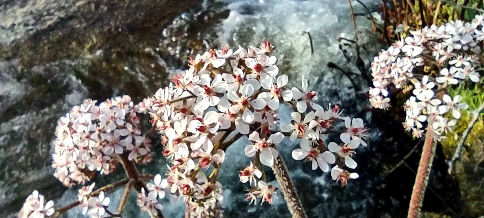 Musick Creek Falls - Img 20250512 190200263 Burst000 Cover