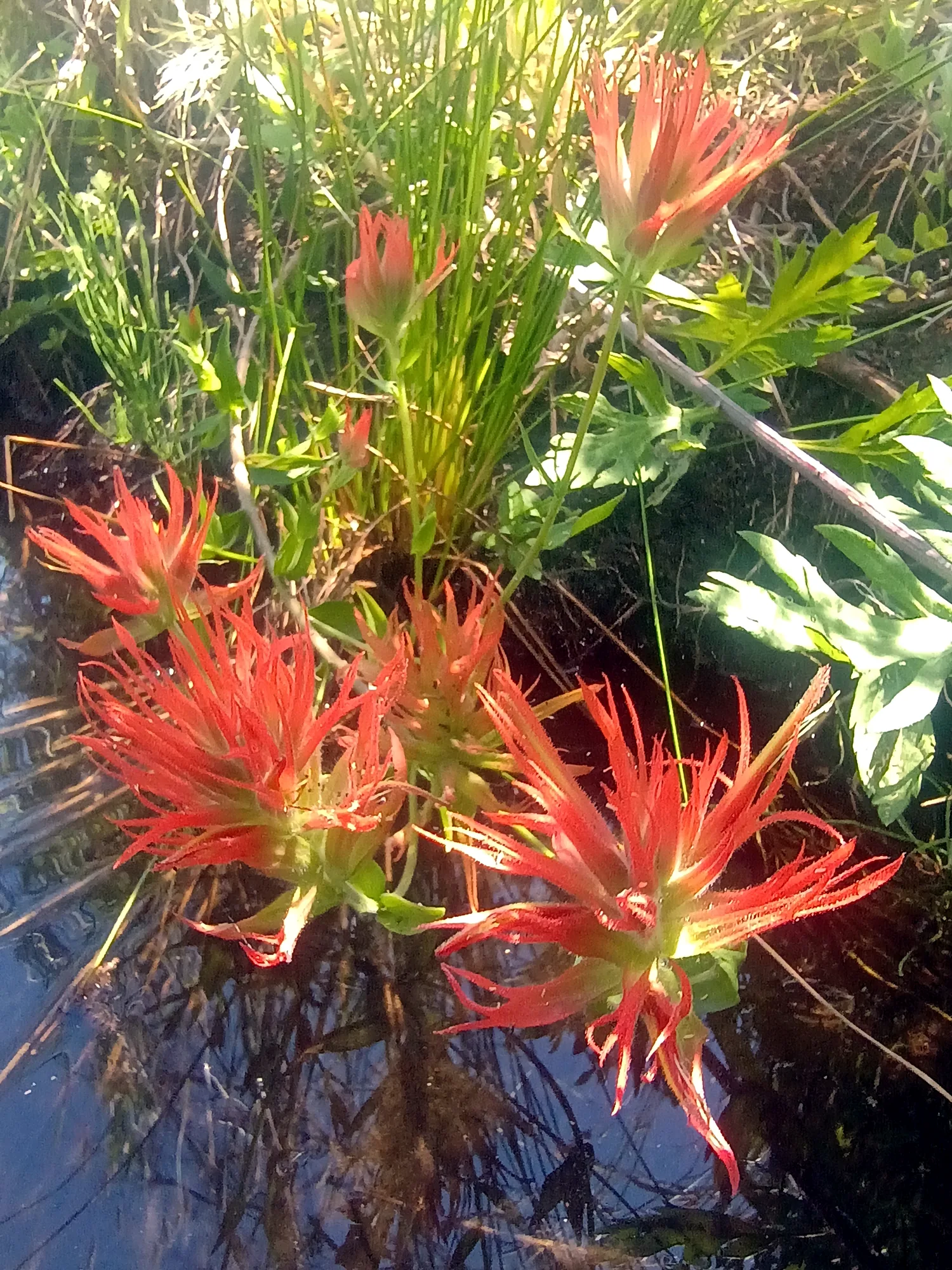 Musick Creek Falls - Img 20250702 141922806 Burst000 Cover