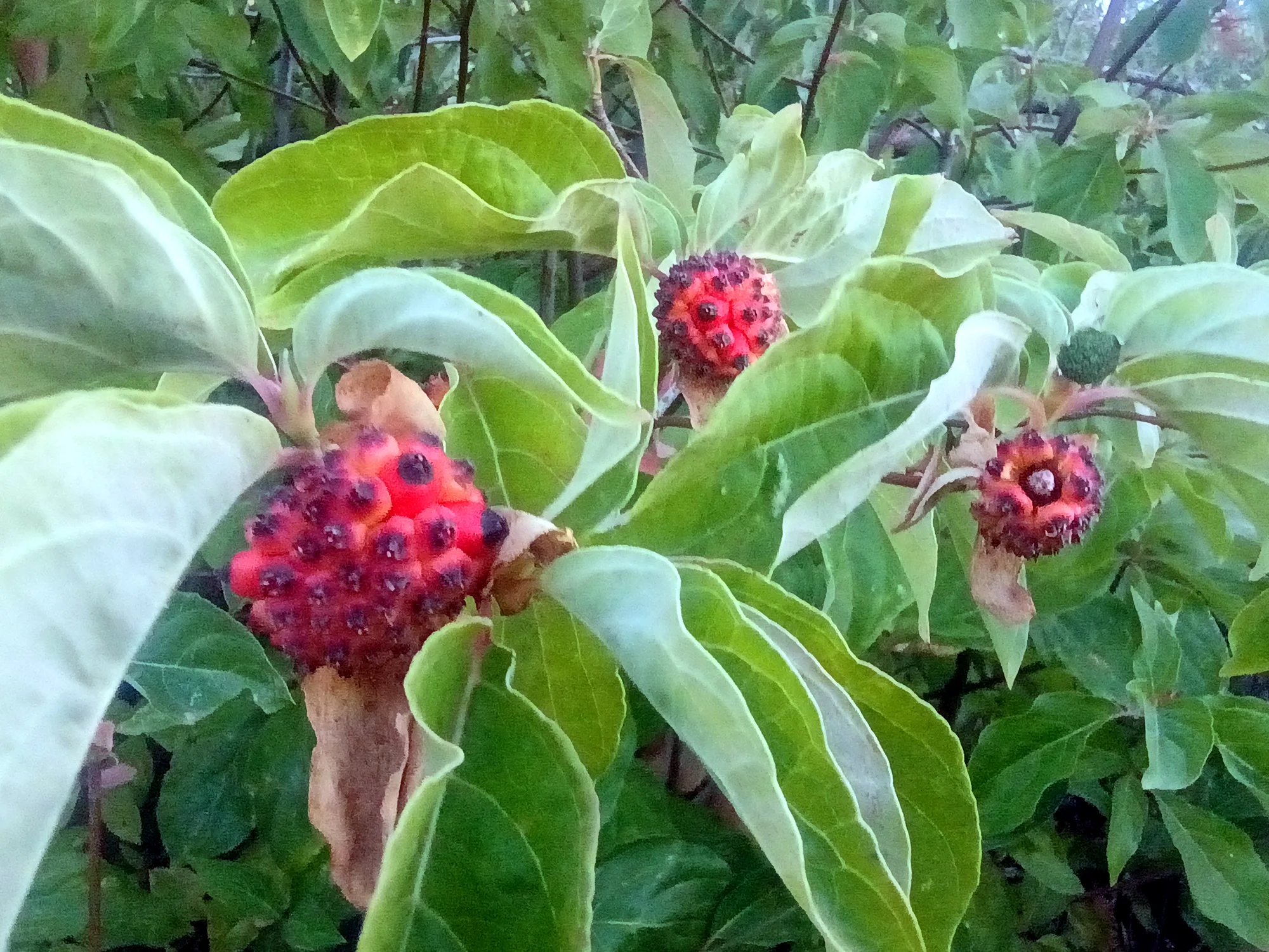 Musick Creek Falls - Img 20250906 190918483 Burst002